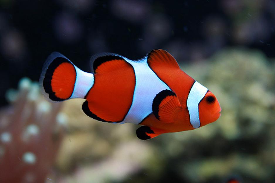 xl-percula-clown-fish-guys