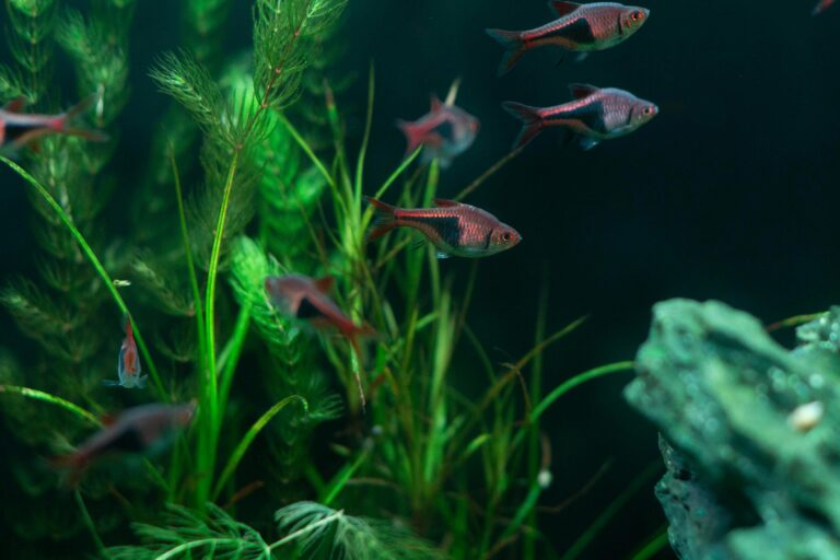 FishGuys aquarium Membership service in New Jersey